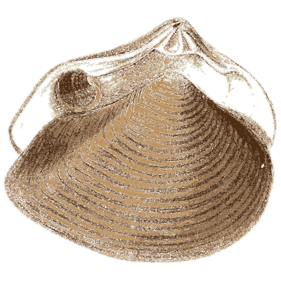 Large ribbed clam shell - Elements of Conchology - 1860