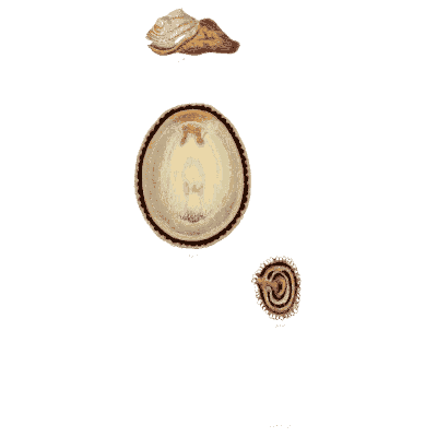 Limpet shells - Elements of Conchology - 1860