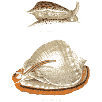 Snail and helmet shell - Elements of Conchology - 1860