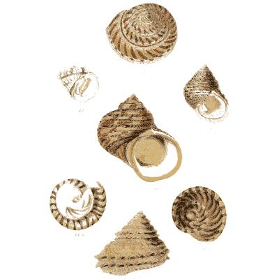 Top and turban shells - Elements of Conchology - 1860