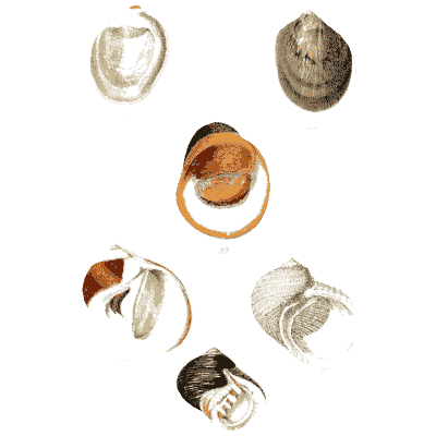 Nerite shells - Elements of Conchology - 1860