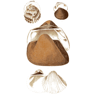 Cockle and trough shells - Elements of Conchology - 1860