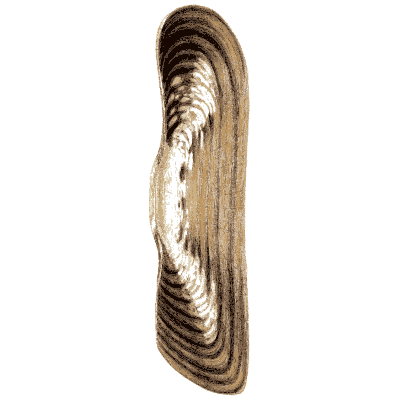 Razor shell - Elements of Conchology - 1860