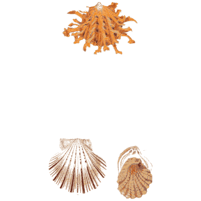 Spiny oyster and scallops - Elements of Conchology - 1860