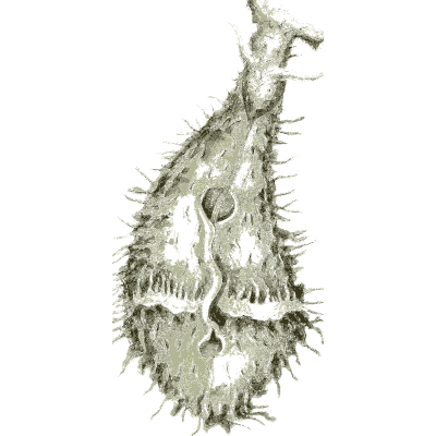 Bristly marine animal - Elements of Conchology - 1860