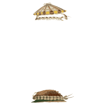 Limpet shells in profile - Elements of Conchology - 1860