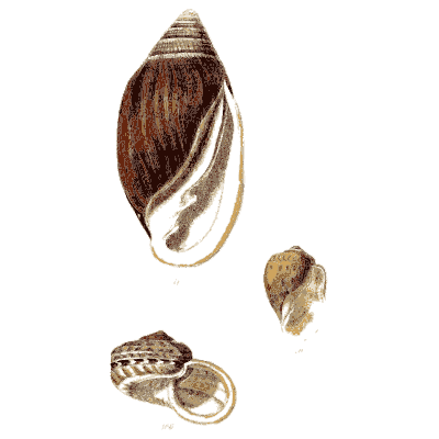 Olive and volute shells - Elements of Conchology - 1860