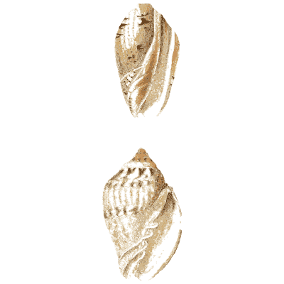 Two spired volute shells - Elements of Conchology - 1860