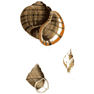 Banded top shells - Elements of Conchology - 1860
