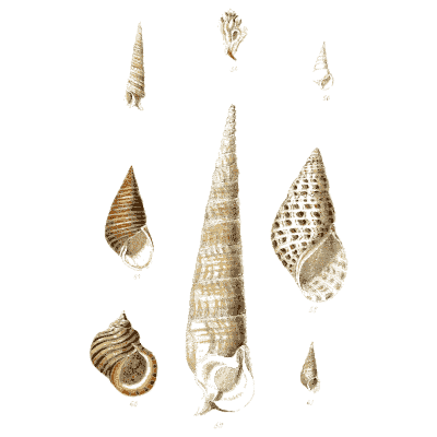 Auger and cerith shells - Elements of Conchology - 1860