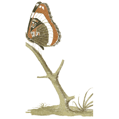 Brown butterfly on a stump - American Entomology - 1824