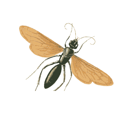 Spider wasp - American Entomology - 1824