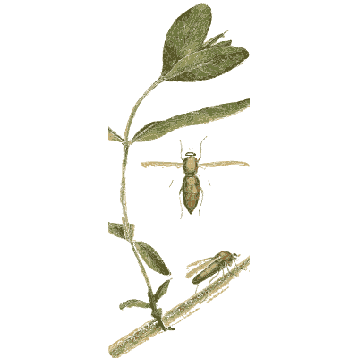 Bug and grub on a stem - American Entomology - 1824