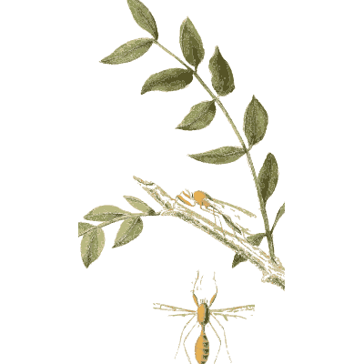 Small insects on a branch - American Entomology - 1824