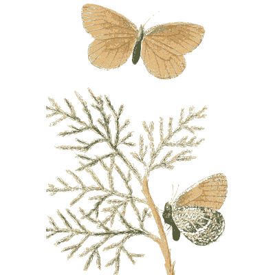Pale butterfly and cocoon - American Entomology - 1824