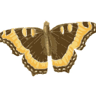 Orange and brown butterfly - American Entomology - 1824