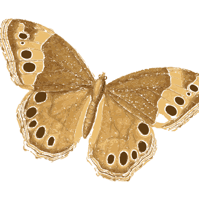 Three eyespot butterflies - American Entomology - 1824