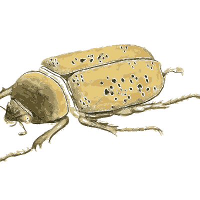 Spotted scarab beetle - American Entomology - 1824