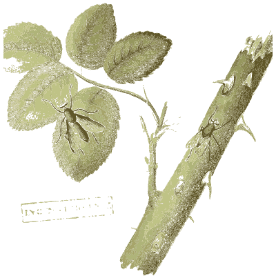 Insects on a rose stem - American Entomology - 1824