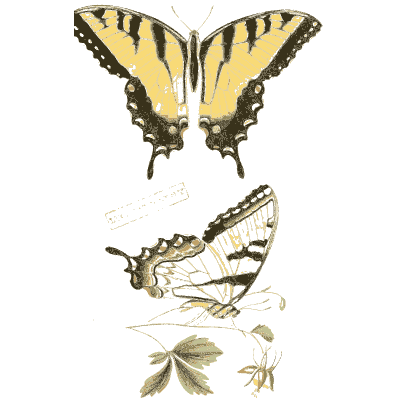 Tiger swallowtail butterflies - American Entomology - 1824