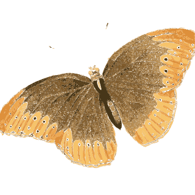 Two brown butterflies - American Entomology - 1824