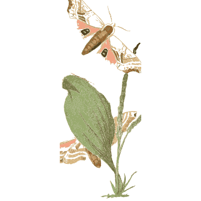 Moth on a plant - American Entomology - 1824