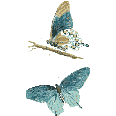Blue swallowtail butterflies - American Entomology - 1824