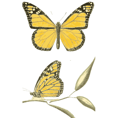 Monarch butterflies - American Entomology - 1824