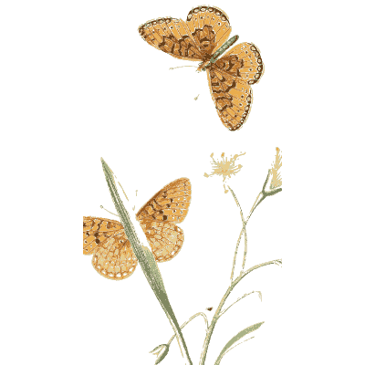 Small orange butterflies - American Entomology - 1824