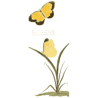 Yellow butterfly on grass - American Entomology - 1824