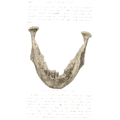Lower jawbone - Mycenae: A Narrative of Researches and Discoveries - 1880