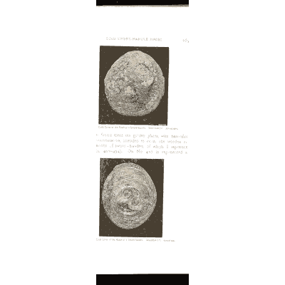 Gold plates with coiled knots - Mycenae: A Narrative of Researches and Discoveries - 1880