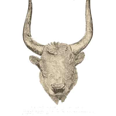Bull head with long horns - Mycenae: A Narrative of Researches and Discoveries - 1880