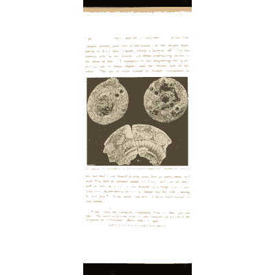 Stamped gold plates 02 - Mycenae: A Narrative of Researches and Discoveries - 1880