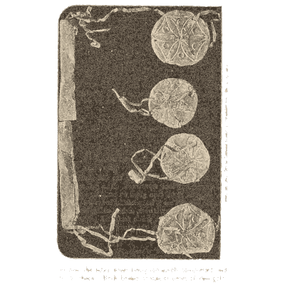Stamped gold discs on a sheet - Mycenae: A Narrative of Researches and Discoveries - 1880