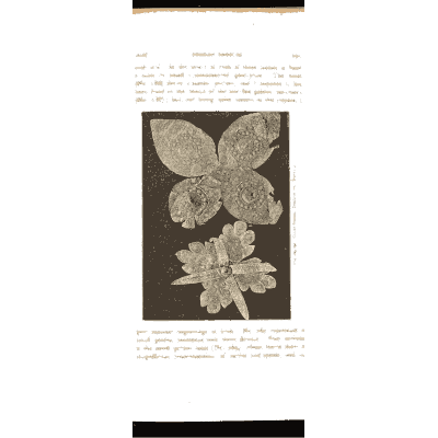 Gold butterfly and flower - Mycenae: A Narrative of Researches and Discoveries - 1880