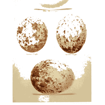 Three freckled bird eggs - Coloured Figures of the Eggs of British Birds - 1896