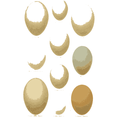 Plain cream and green bird eggs - Coloured Figures of the Eggs of British Birds - 1896