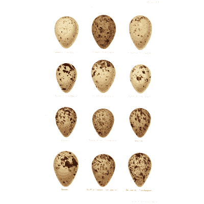 Freckled brown and grey eggs - Coloured Figures of the Eggs of British Birds - 1896