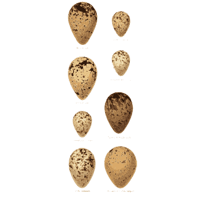 Column of speckled eggs - Coloured Figures of the Eggs of British Birds - 1896