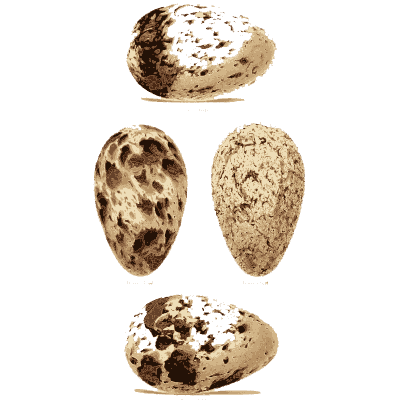 Three heavily blotched eggs - Coloured Figures of the Eggs of British Birds - 1896