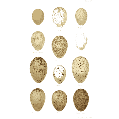 Rows of finely speckled eggs - Coloured Figures of the Eggs of British Birds - 1896