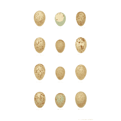 Cream and pale green eggs - Coloured Figures of the Eggs of British Birds - 1896