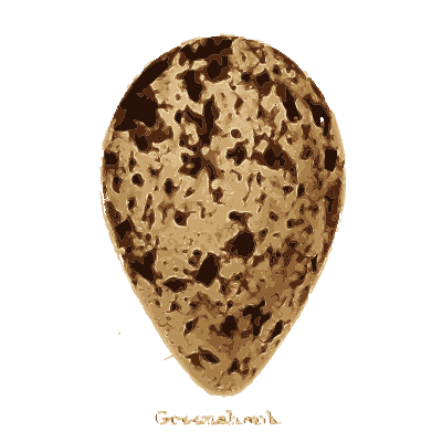 Large blotched pear-shaped egg - Coloured Figures of the Eggs of British Birds - 1896