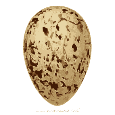 Large brown speckled egg - Coloured Figures of the Eggs of British Birds - 1896
