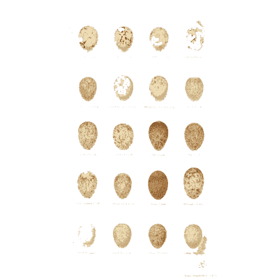 Grid of very small eggs - Coloured Figures of the Eggs of British Birds - 1896