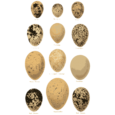 Pale to dark eggs in rows - Coloured Figures of the Eggs of British Birds - 1896