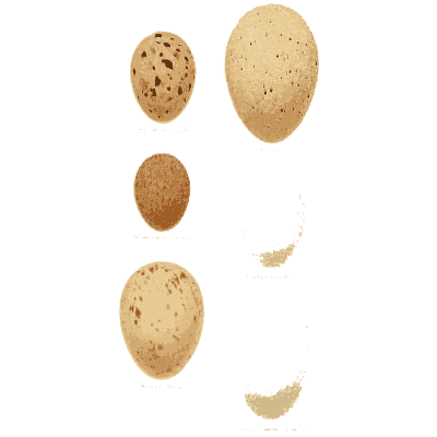 Eggs and broken half shells - Coloured Figures of the Eggs of British Birds - 1896