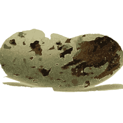 Two large blotched eggs - Coloured Figures of the Eggs of British Birds - 1896