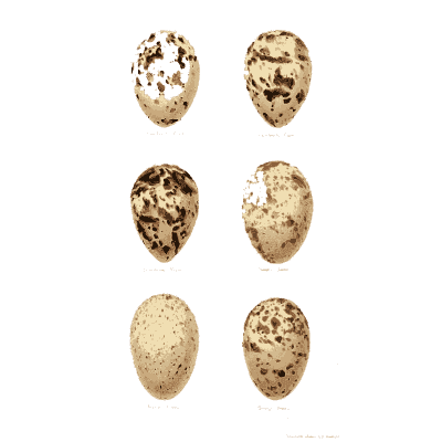 Six brown speckled eggs 01 - Coloured Figures of the Eggs of British Birds - 1896